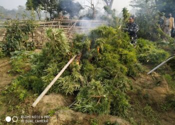 বিশালগড়ে গাঁজা বিরোধী অভিযান