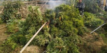 বিশালগড়ে গাঁজা বিরোধী অভিযান