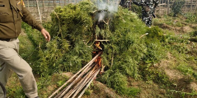 বিশালগড়ে গাঁজা বিরোধী অভিযান