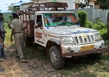বাংলাদেশে পাচারের সময় দুটি বোলেরো ভর্তি গরু আটক