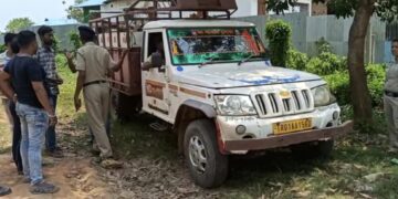 বাংলাদেশে পাচারের সময় দুটি বোলেরো ভর্তি গরু আটক