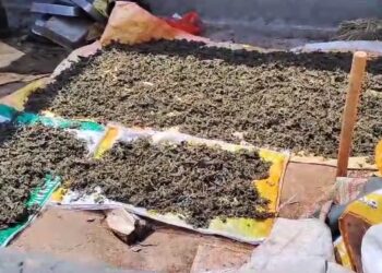 ১৫ কেজি শুঁকনো গাঁজা সহ পুলিশের হাতে আটক দুই ভাই