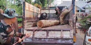 কাঠের চেরাই মিল সহ প্রচুর পরিমাণে অবৈধ কাঠ উদ্ধার