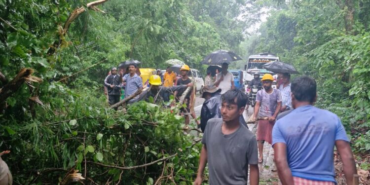 সিপাহীজলায় গাছ পড়ে দীর্ঘক্ষণ যান চলাচল বন্ধ ছিল জাতীয় সড়কে