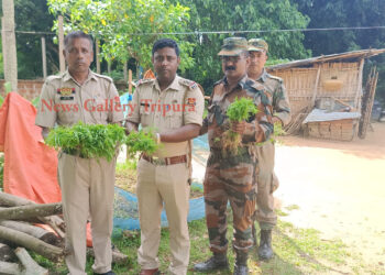 বিশ্রামগঞ্জ থানার গাজা বিরোধী অভিযান