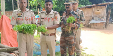 বিশ্রামগঞ্জ থানার গাজা বিরোধী অভিযান