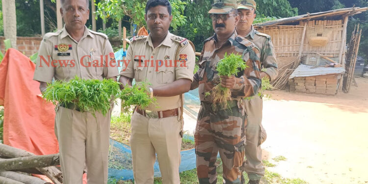 বিশ্রামগঞ্জ থানার গাজা বিরোধী অভিযান