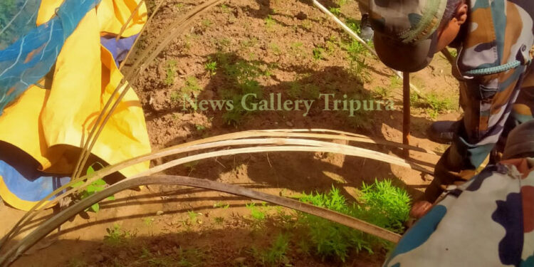 বিশ্রামগঞ্জ থানার গাজা বিরোধী অভিযান