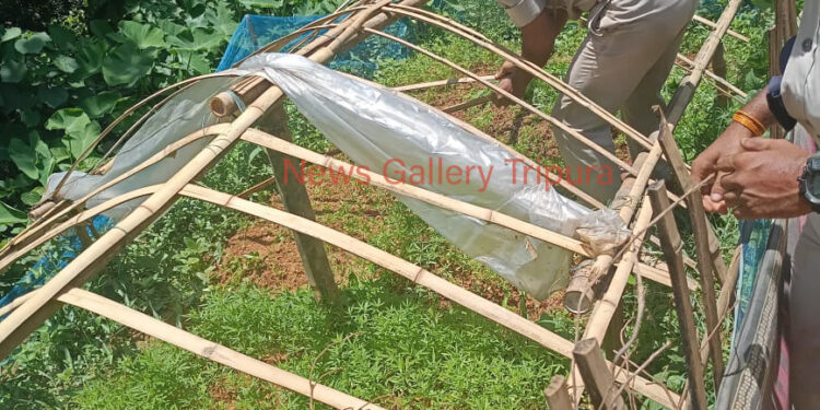 কলম চওড়া থানার উদ্যোগে গাঁজা বিরোধী অভিযান