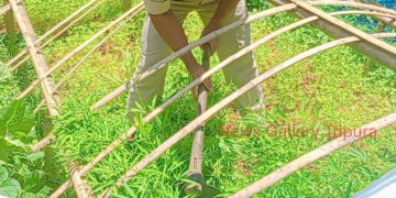 কলম চওড়া থানার উদ্যোগে গাঁজা বিরোধী অভিযান