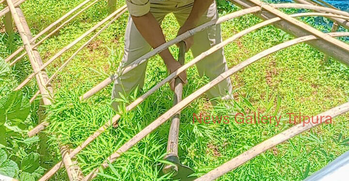 কলম চওড়া থানার উদ্যোগে গাঁজা বিরোধী অভিযান