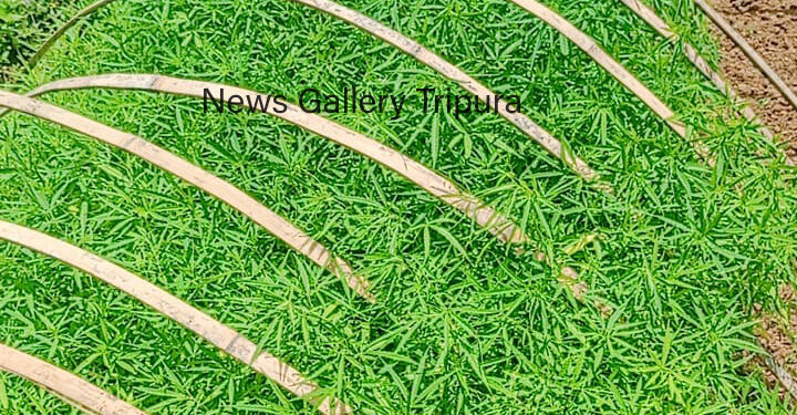 কলম চওড়া থানার উদ্যোগে গাঁজা বিরোধী অভিযান