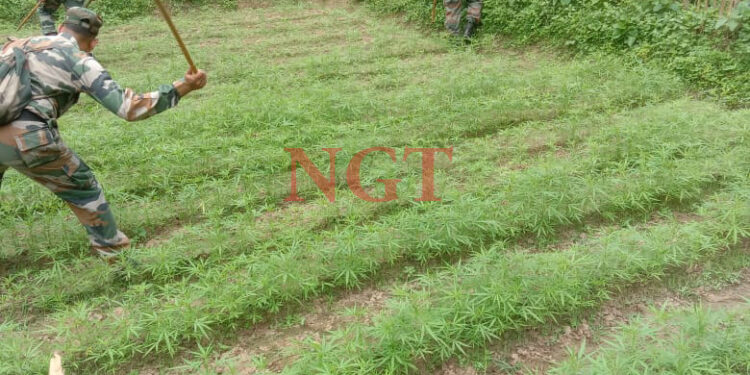 কলমচৌওড়া থানার উদ্যোগে অনুষ্ঠিত হয়েছে গাঁজা বিরোধী অভিযান