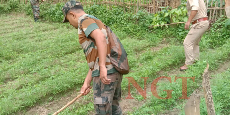 কলমচৌওড়া থানার উদ্যোগে অনুষ্ঠিত হয়েছে গাঁজা বিরোধী অভিযান