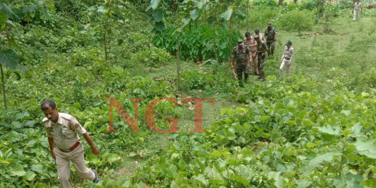 কলমচৌওড়া থানার উদ্যোগে অনুষ্ঠিত হয়েছে গাঁজা বিরোধী অভিযান