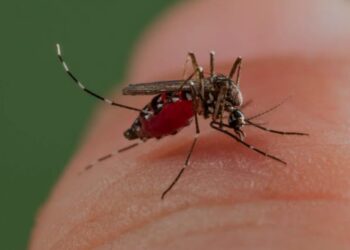 ১৬ জন রোগীর শরীরে ডেঙ্গুর জীবাণু বিশ্রামগঞ্জে