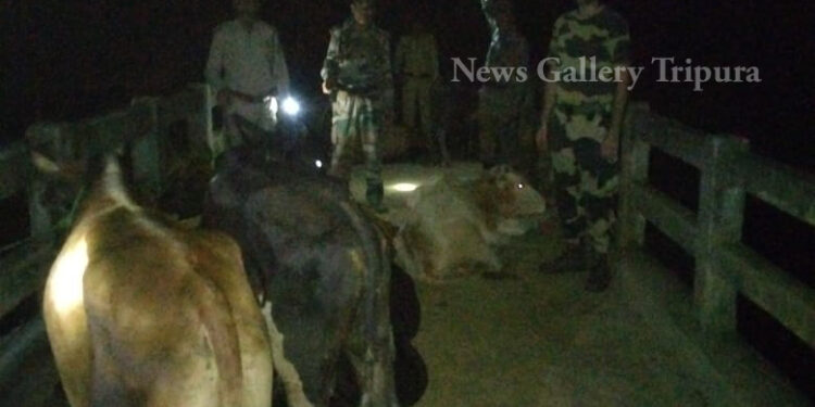 পাচারের সময় বিএসএফের হাতে আটক নয় গবাদি পশু