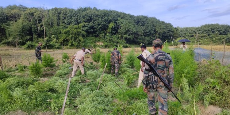 সুতারমুড়া ভিলেজ কাউন্সিল এলাকায় গাঁজা বাগান ধ্বংস করল বিশ্রামগঞ্জ থানার পুলিশ!