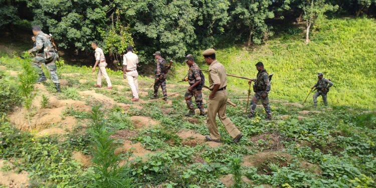 সুতারমুড়া ভিলেজ কাউন্সিল এলাকায় গাঁজা বাগান ধ্বংস করল বিশ্রামগঞ্জ থানার পুলিশ!