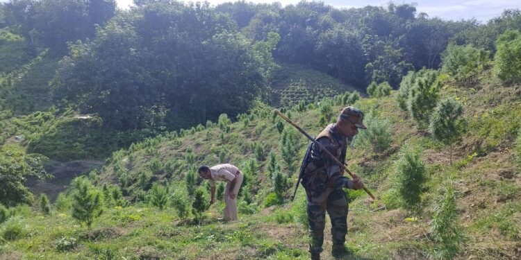 সুতারমুড়া ভিলেজ কাউন্সিল এলাকায় গাঁজা বাগান ধ্বংস করল বিশ্রামগঞ্জ থানার পুলিশ!