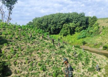 সুতারমুড়া ভিলেজ কাউন্সিল এলাকায় গাঁজা বাগান ধ্বংস করল বিশ্রামগঞ্জ থানার পুলিশ!