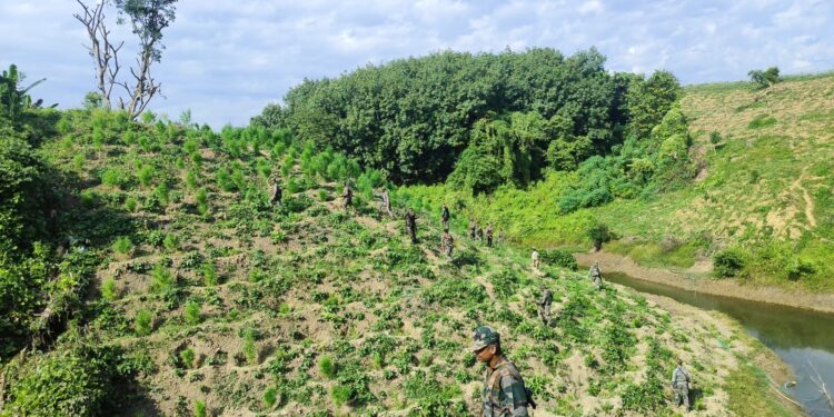 সুতারমুড়া ভিলেজ কাউন্সিল এলাকায় গাঁজা বাগান ধ্বংস করল বিশ্রামগঞ্জ থানার পুলিশ!