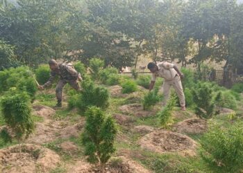 বিশালগড় মহকুমার তিনটি থানা একযোগে গাঁজা বিরোধী অভিযান সংঘটিত করল!
