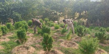 বিশালগড় মহকুমার তিনটি থানা একযোগে গাঁজা বিরোধী অভিযান সংঘটিত করল!