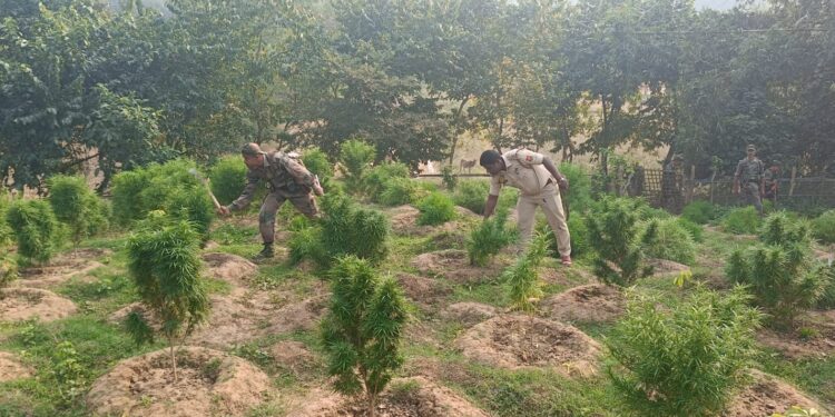 বিশালগড় মহকুমার তিনটি থানা একযোগে গাঁজা বিরোধী অভিযান সংঘটিত করল!