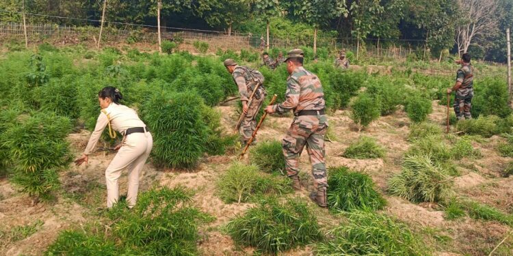 বিশালগড় মহকুমার তিনটি থানা একযোগে গাঁজা বিরোধী অভিযান সংঘটিত করল!