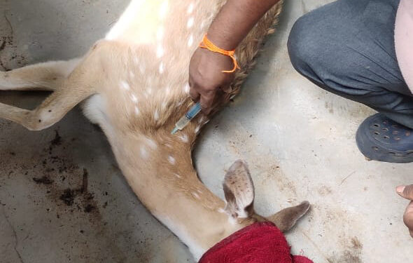 সিপাহীজলা চিড়িয়াখানায় একের পর এক পশু মৃত্যুর ঘটনায় উদ্বিগ্ন পশু প্রেমীরা!