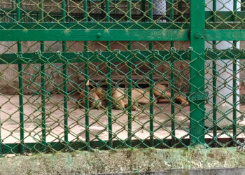 সিপাহীজলা চিড়িয়াখানায় একের পর এক পশু মৃত্যুর ঘটনায় উদ্বিগ্ন পশু প্রেমীরা!