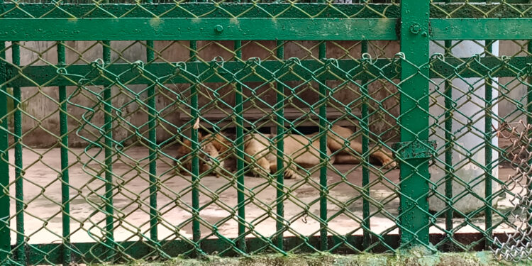 সিপাহীজলা চিড়িয়াখানায় একের পর এক পশু মৃত্যুর ঘটনায় উদ্বিগ্ন পশু প্রেমীরা!