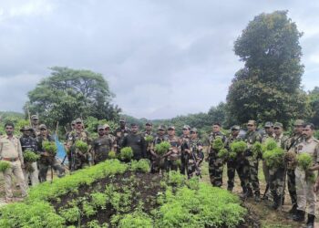সোনামুড়া থানার গাঁজা বিরোধী অভিযান