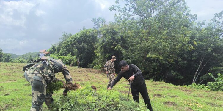সোনামুড়া থানার গাঁজা বিরোধী অভিযান