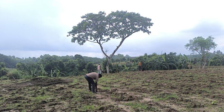সোনামুড়া থানার গাঁজা বিরোধী অভিযান