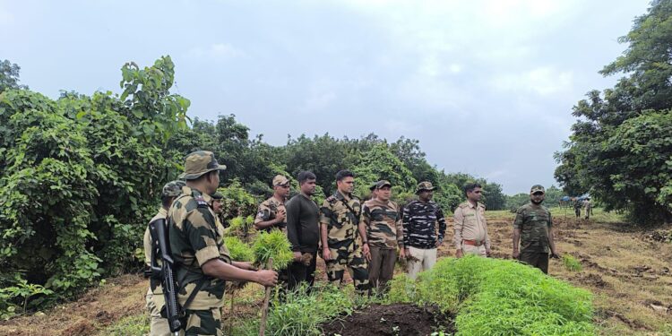 সোনামুড়া থানার গাঁজা বিরোধী অভিযান