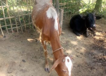 তাঁরকাটা বেড়া কেটে গরু চুরি কৈলাশহরে!