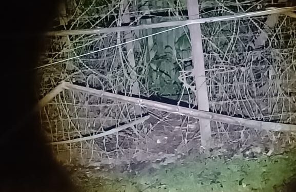 তাঁরকাটা বেড়া কেটে গরু চুরি কৈলাশহরে!